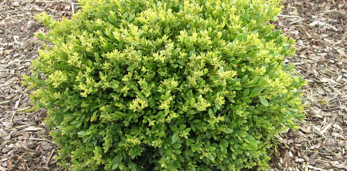 Buxus Green Gem