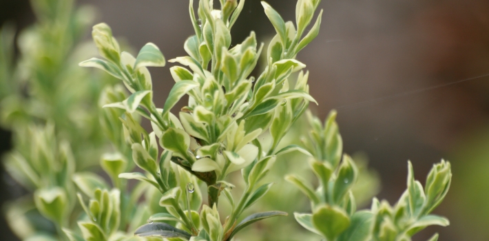 Buxus sempervirens Elegantissima