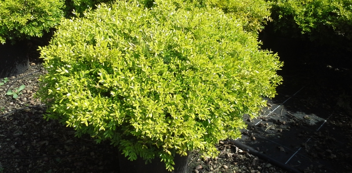 Buxus microphylla 'Rococo'
